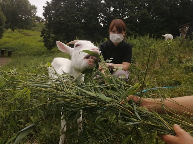 環境に優しい除草 ヤギ部 が担う キャンパス探訪 日本経済新聞 環境に優しい除草 ヤギ部 が担う キャンパス探訪 日本経済新聞