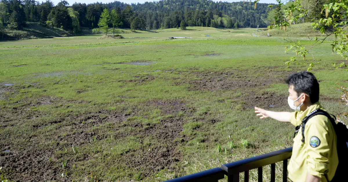 尾瀬 シカとの攻防20年 温暖化で進む食害に対抗策 日本経済新聞