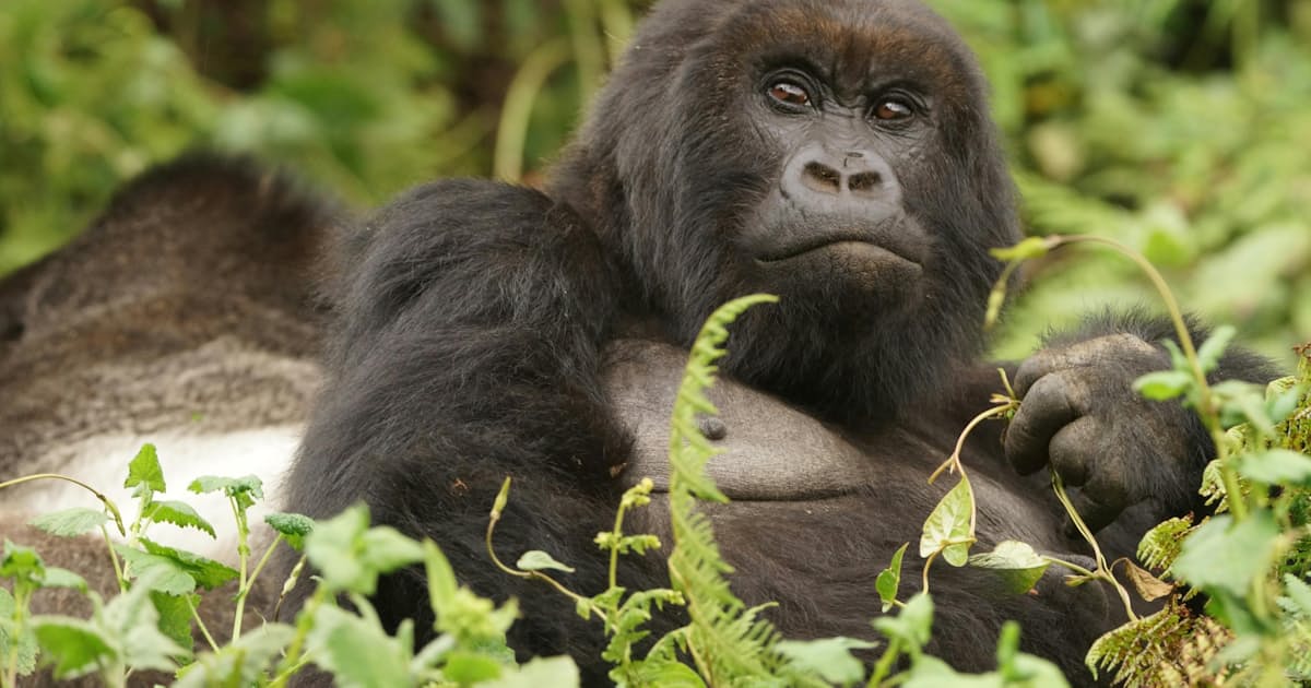 アフリカのゴリラ生息地 9割消失も 温暖化や開発で 日本経済新聞 アフリカのゴリラ生息地 9割消失も 温暖化や開発で 日本経済新聞