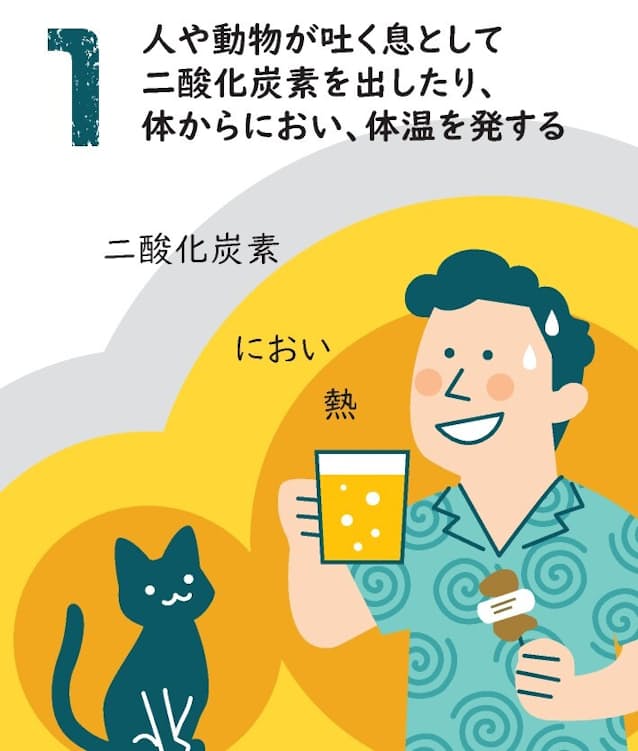 汗かきは蚊にモテモテ 血を吸うメスには注意 日本経済新聞 汗かきは蚊にモテモテ 血を吸うメスには注意 日本経済新聞