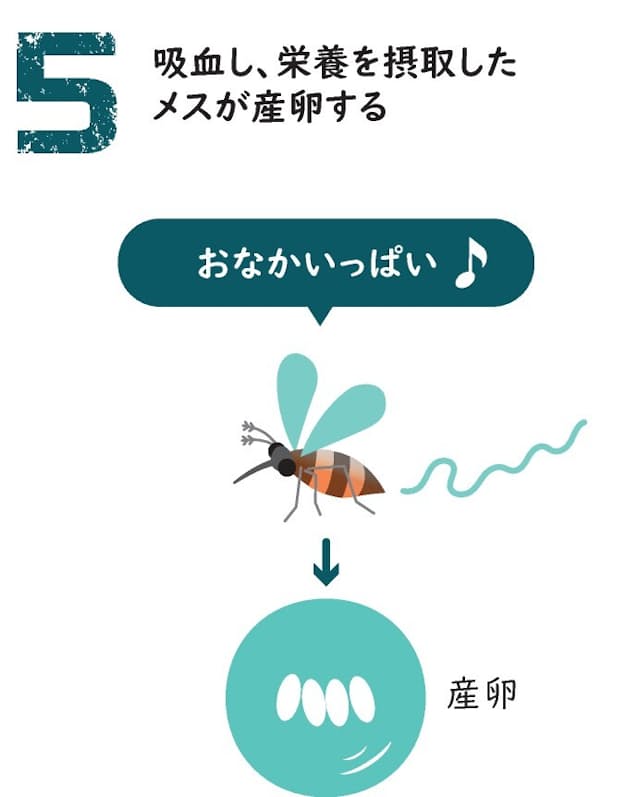 汗かきは蚊にモテモテ 血を吸うメスには注意 日本経済新聞 汗かきは蚊にモテモテ 血を吸うメスには注意 日本経済新聞