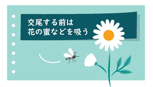 汗かきは蚊にモテモテ 血を吸うメスには注意 日本経済新聞