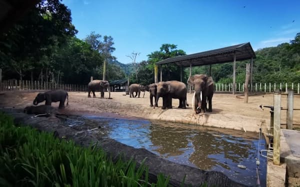 マレーシアの動物園とライブでつなぎ、ボルネオゾウの保護活動を紹介する