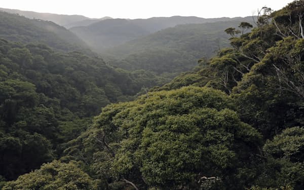 　沖縄本島北部の「やんばるの森」