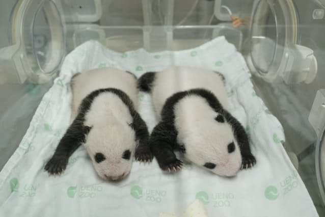 双子のパンダすくすく成長 上野動物園 日本経済新聞 双子のパンダすくすく成長 上野動物園 日本経済新聞