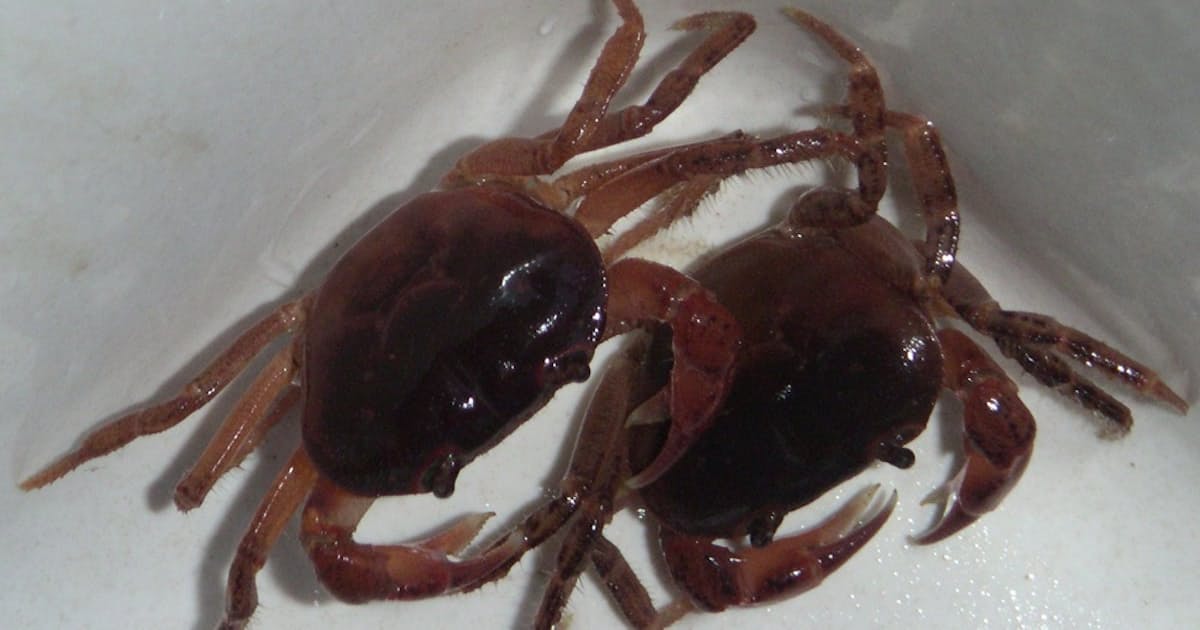 色違いのサワガニ 多様な国土の姿映す 日本経済新聞 色違いのサワガニ 多様な国土の姿映す 日本経済新聞