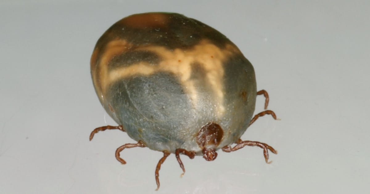 マダニ感染症 ネコ イヌから12件 死亡例も 日本経済新聞 マダニ感染症 ネコ イヌから12件 死亡例も 日本経済新聞