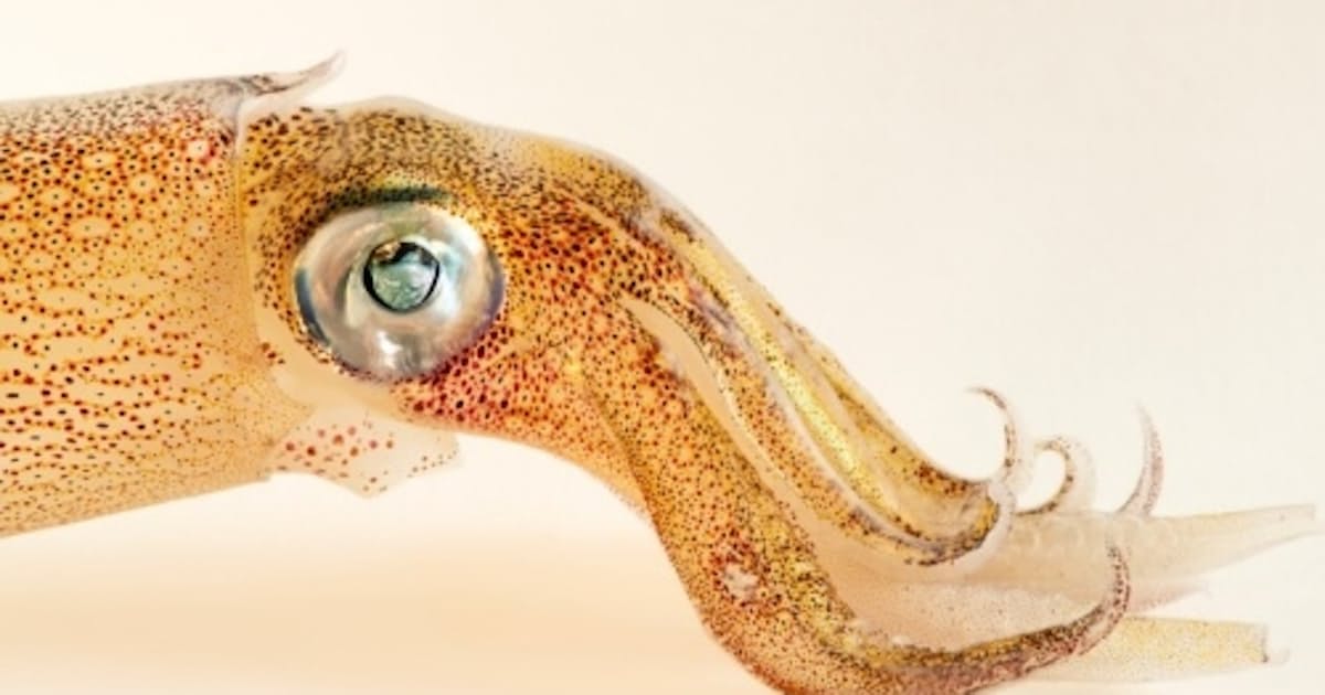 脳のナゾ イカの遺伝子から解明 米研究者の挑戦続く 日本経済新聞 脳のナゾ イカの遺伝子から解明 米研究者の挑戦続く 日本経済新聞