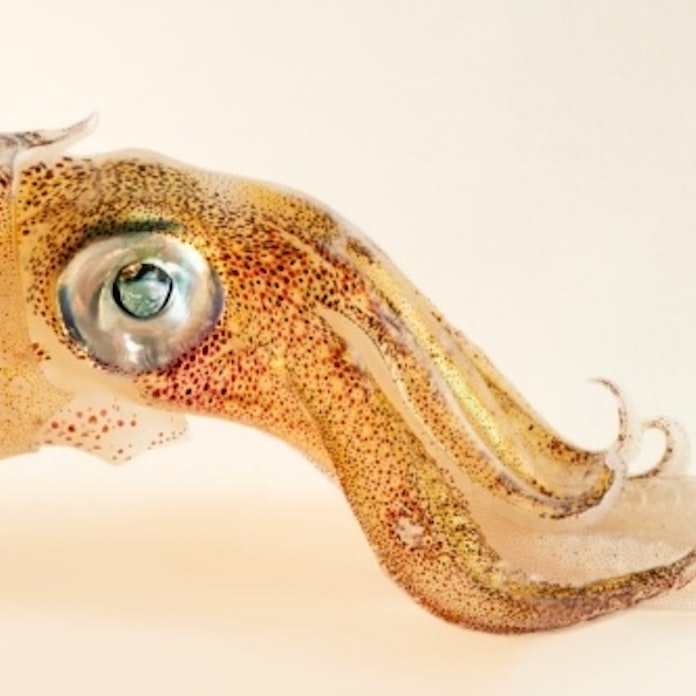 脳のナゾ イカの遺伝子から解明 米研究者の挑戦続く 日本経済新聞 脳のナゾ イカの遺伝子から解明 米研究者の挑戦続く 日本経済新聞