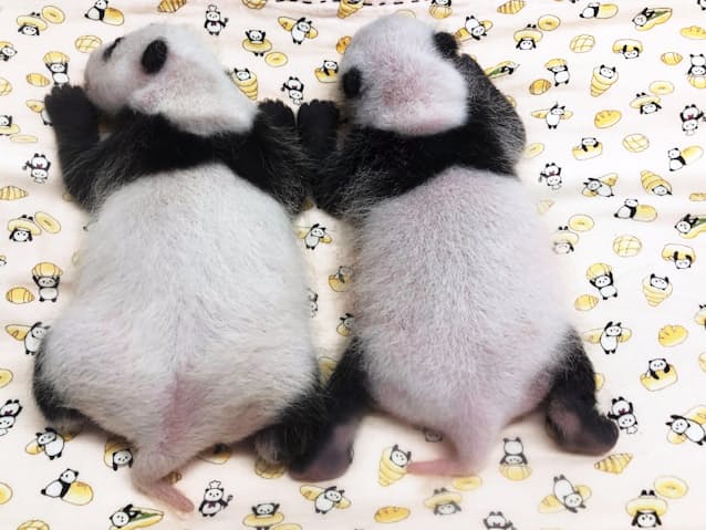 双子パンダ 名前募集 7日から上野動物園 日本経済新聞 双子パンダ 名前募集 7日から上野動物園 日本経済新聞