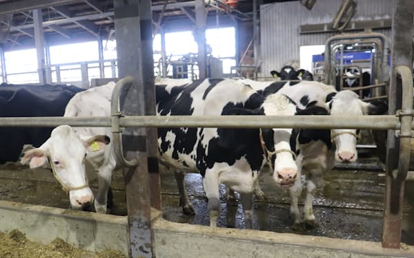 猛暑で牛１頭あたりの生乳生産量も落ち込む