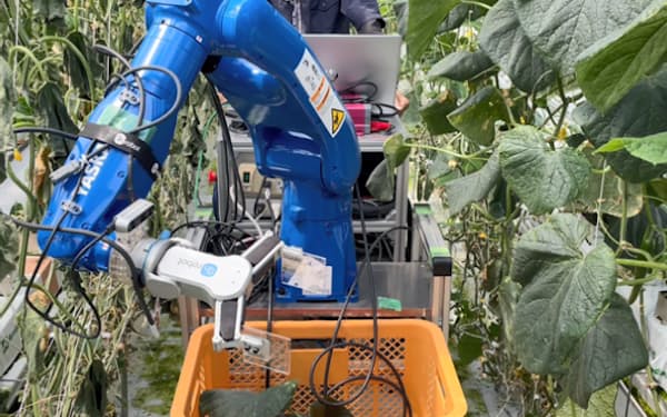安川とJAが開発中のキュウリの「葉かきロボット」。佐賀県のテスト農場で実証が進む
