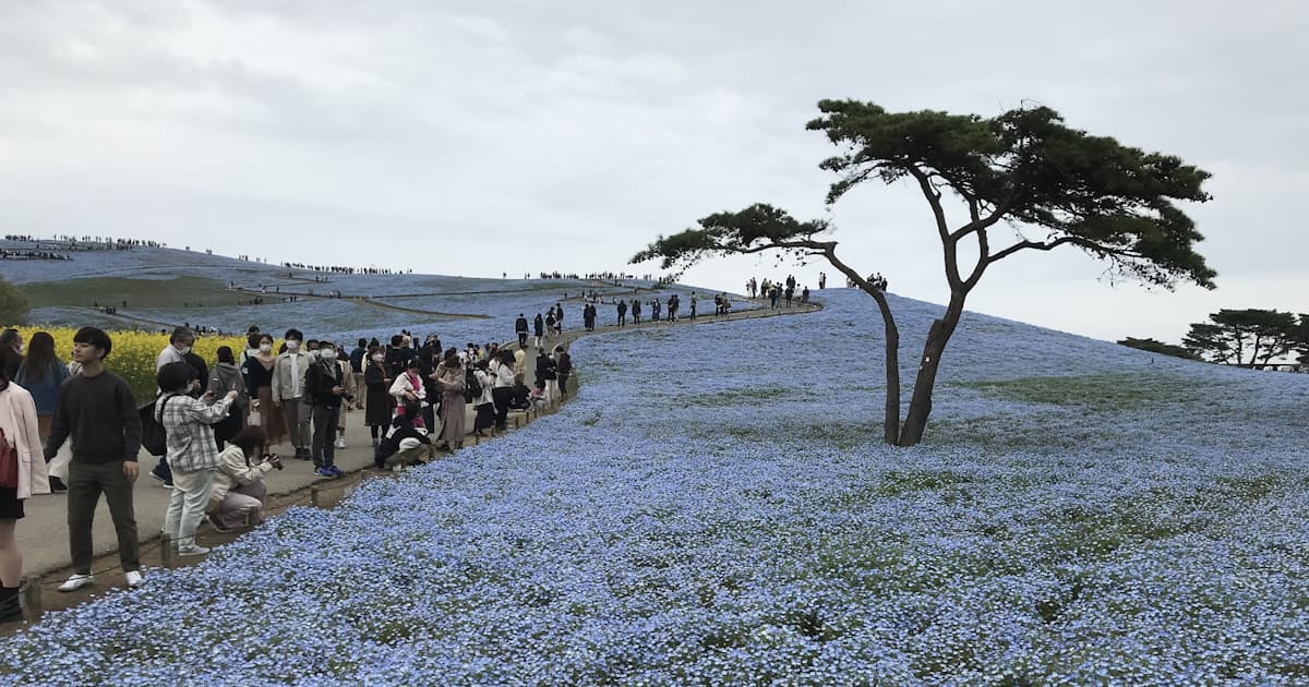 新型コロナ 国営ひたち海浜公園が再び休園 感染拡大で18日から 日本経済新聞 新型コロナ 国営ひたち海浜公園が再び休園 感染拡大で18日から 日本経済新聞