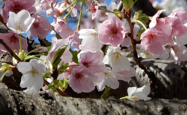 静岡県藤枝市で新種の桜 紅白に色変化 日本経済新聞 静岡県藤枝市で新種の桜 紅白に色変化 日本経済新聞