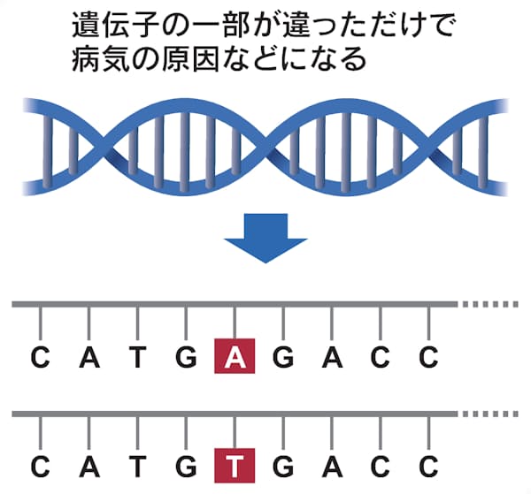 ゲノムとは Dnaからなる遺伝情報 大部分の役割未解明 日本経済新聞 ゲノムとは Dnaからなる遺伝情報 大部分の役割未解明 日本経済新聞