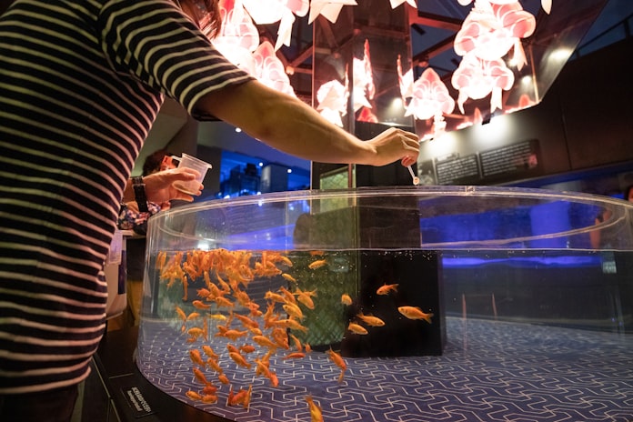 日本で愛され500年 金魚のいる暮らし いま再び 日本経済新聞 日本で愛され500年 金魚のいる暮らし いま再び 日本経済新聞