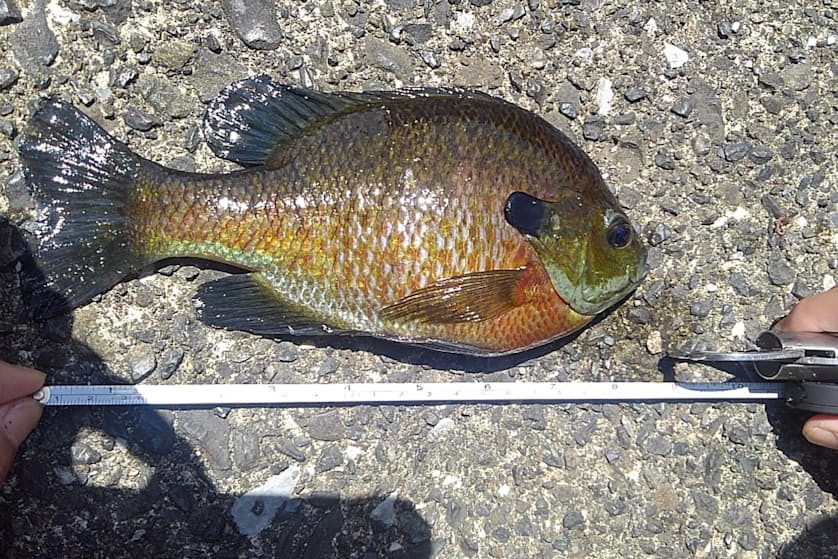 不妊遺伝子で外来魚駆除 神の手 乱用に警戒感 日本経済新聞 不妊遺伝子で外来魚駆除 神の手 乱用に警戒感 日本経済新聞