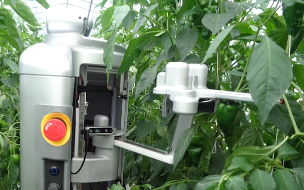 収穫ロボットがアームを伸ばし、ピーマンを収穫（宮崎県新富町）