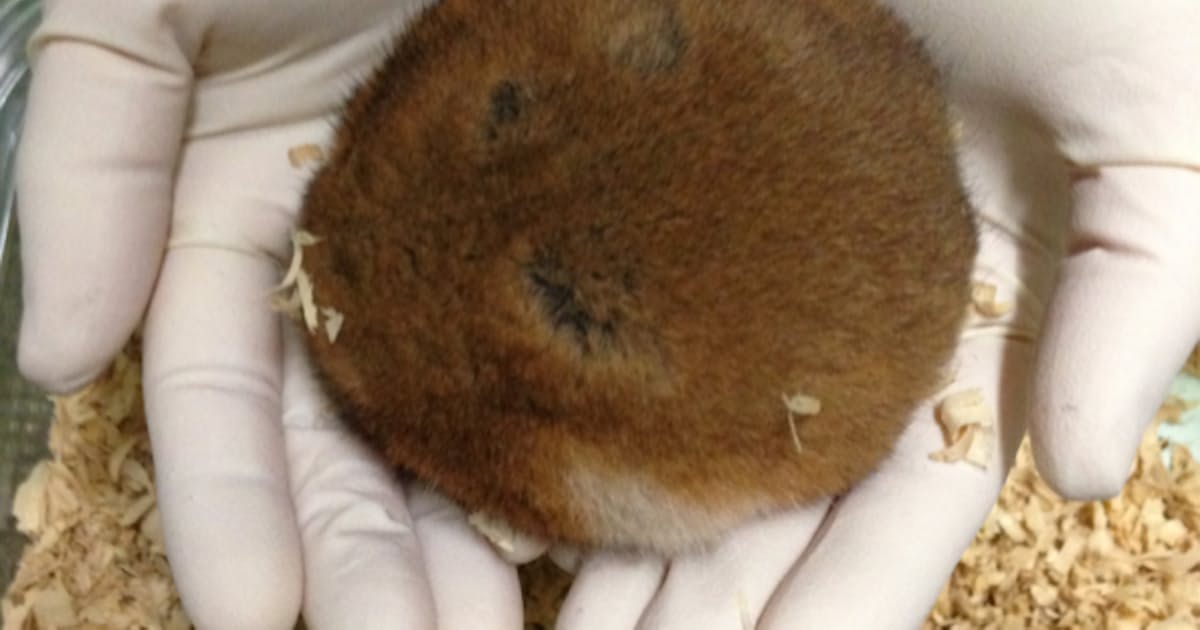 冬眠の謎 探り医療応用めざす 北大 臓器移植などに 日本経済新聞 冬眠の謎 探り医療応用めざす 北大 臓器移植などに 日本経済新聞