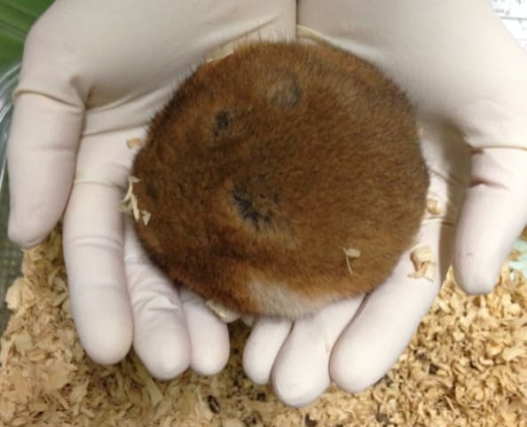 冬眠の謎 探り医療応用めざす 北大 臓器移植などに 日本経済新聞 冬眠の謎 探り医療応用めざす 北大 臓器移植などに 日本経済新聞