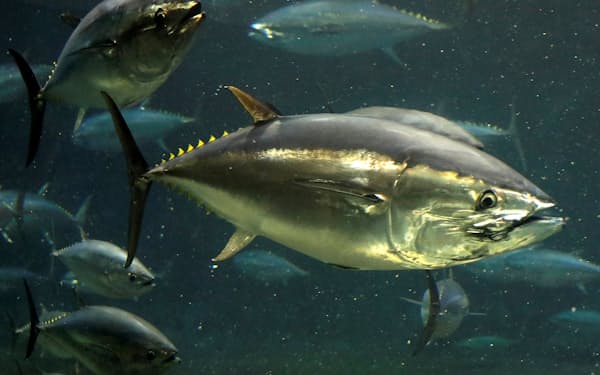 マグロの絶滅危機ランク下げ Iucn レッドリスト更新 日本経済新聞 マグロの絶滅危機ランク下げ Iucn レッドリスト更新 日本経済新聞