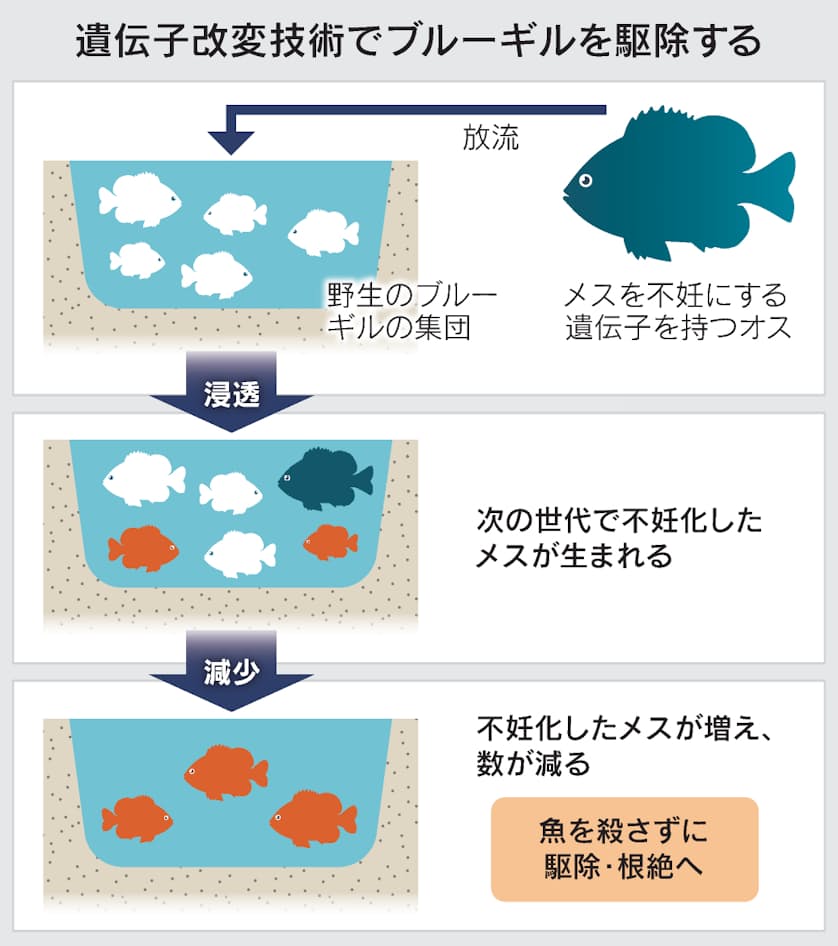 不妊遺伝子で外来魚駆除 神の手 乱用に警戒感 日本経済新聞 不妊遺伝子で外来魚駆除 神の手 乱用に警戒感 日本経済新聞