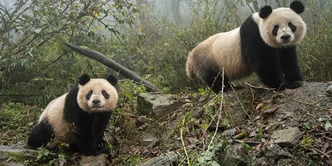 パンダ 脱 絶滅危惧 個体数倍増でもぬぐえぬ不安 Nikkei Style パンダ 脱 絶滅危惧 個体数倍増でもぬぐえぬ不安 Nikkei Style