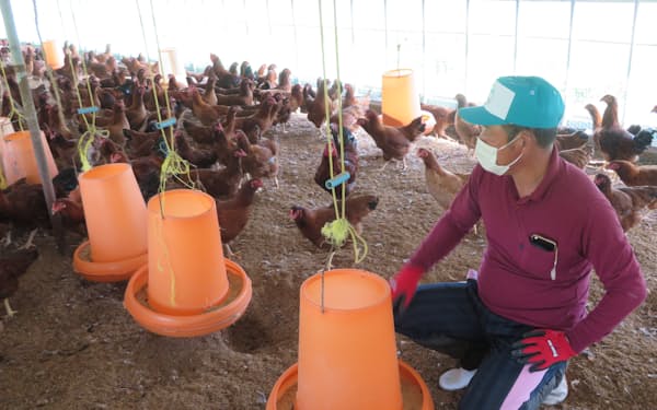 鶏舎で餌をやり、様子を見守る生産者の高橋さん（秋田県大館市）