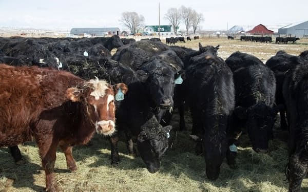 イベルメクチンは、家畜の体内にいる寄生虫を駆除するために使用される。写真は米ワイオミング州の牧場で飼育されているウシたち（PHOTOGRAPH BY CHARLIE HAMILTON JAMES, NAT GEO IMAGE COLLECTION）