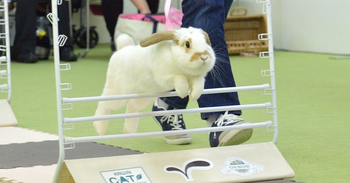 ウサギぴょんぴょん障害走 愛らしい姿に喝采 日本経済新聞 ウサギぴょんぴょん障害走 愛らしい姿に喝采 日本経済新聞