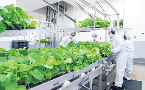 田辺三菱のカナダ子会社メディカゴはタバコ属の植物を使ってワクチンを製造する