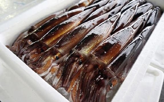 沖縄の軽石 地魚 グルクマ 被害 ソデイカ漁に不安も 日本経済新聞 沖縄の軽石 地魚 グルクマ 被害 ソデイカ漁に不安も 日本経済新聞