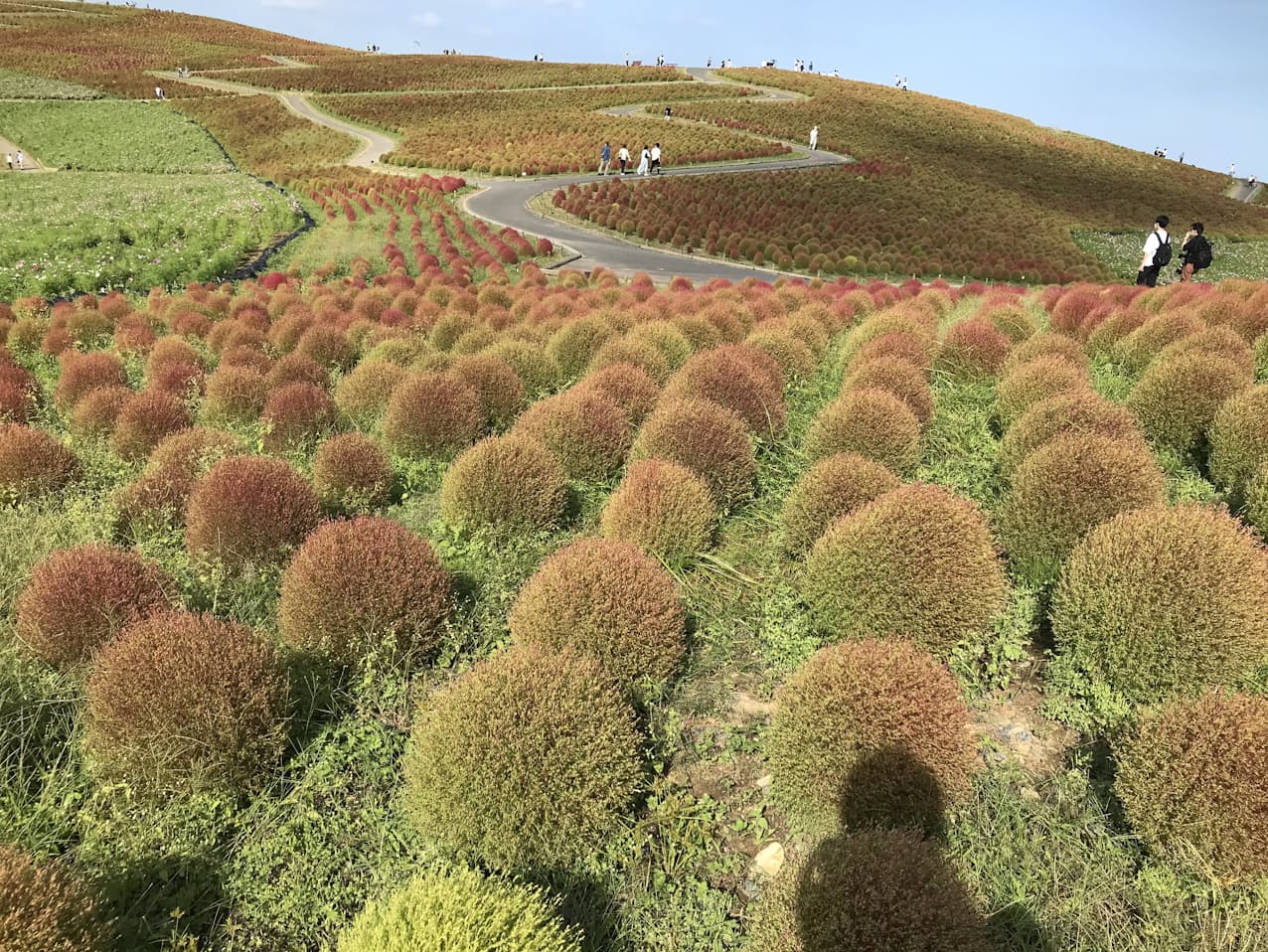 茨城のひたち海浜公園が開園30周年 コキア見ごろ近づく 日本経済新聞 茨城のひたち海浜公園が開園30周年 コキア見ごろ近づく 日本経済新聞