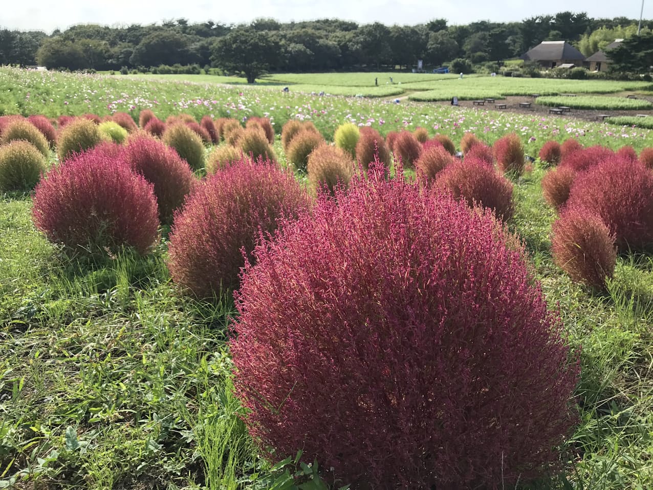 茨城のひたち海浜公園が開園30周年 コキア見ごろ近づく 日本経済新聞 茨城のひたち海浜公園が開園30周年 コキア見ごろ近づく 日本経済新聞