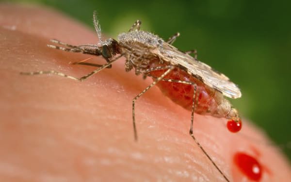蚊が媒介するマラリアはアフリカに集中している＝AP