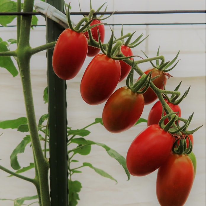 ベルグアース 家庭用トマト苗 サントリー系と共同開発 日本経済新聞 ベルグアース 家庭用トマト苗 サントリー系と共同開発 日本経済新聞