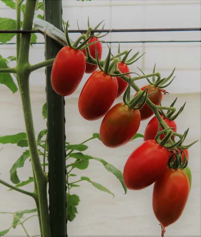 ベルグアース 家庭用トマト苗 サントリー系と共同開発 日本経済新聞