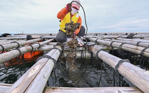 大阪湾の泉州沖で西鳥取漁協の漁師が養殖しているカキ＝大岡敦撮影