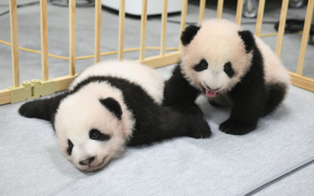 上野動物園の双子パンダ シャオシャオ レイレイ に 日本経済新聞 上野動物園の双子パンダ シャオシャオ レイレイ に 日本経済新聞