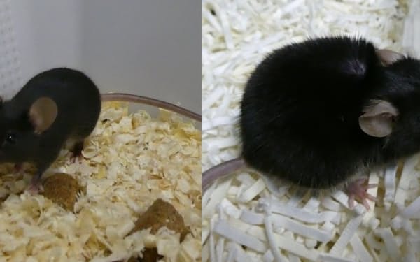 若いマウス（左）と老齢のマウス（右）。老齢の方がリボソームの遺伝子に変異が起きている＝東大・小林武彦教授提供