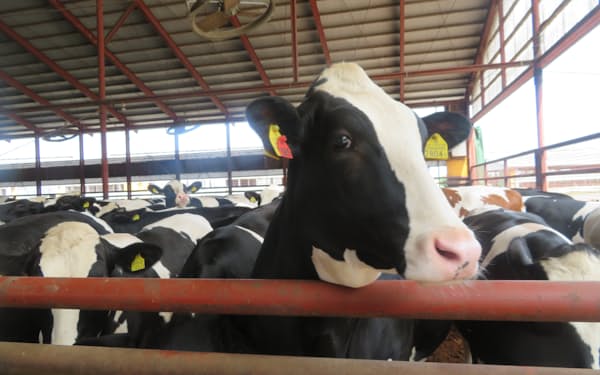 北海道は乳用種肥育牛の６割を生産する
