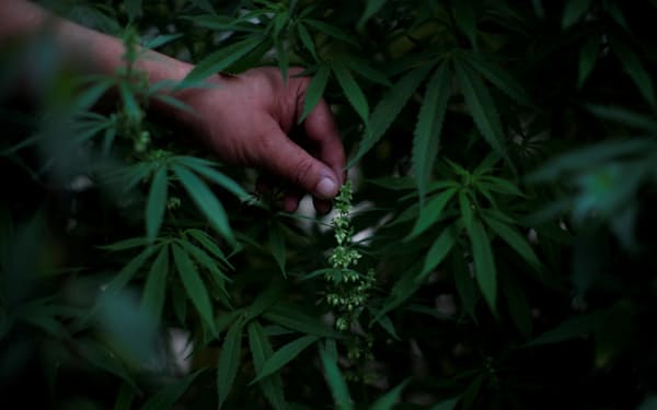 中南米で大麻を合法化する動きが広がっている（２０２０年９月、メキシコシティ）＝ロイター