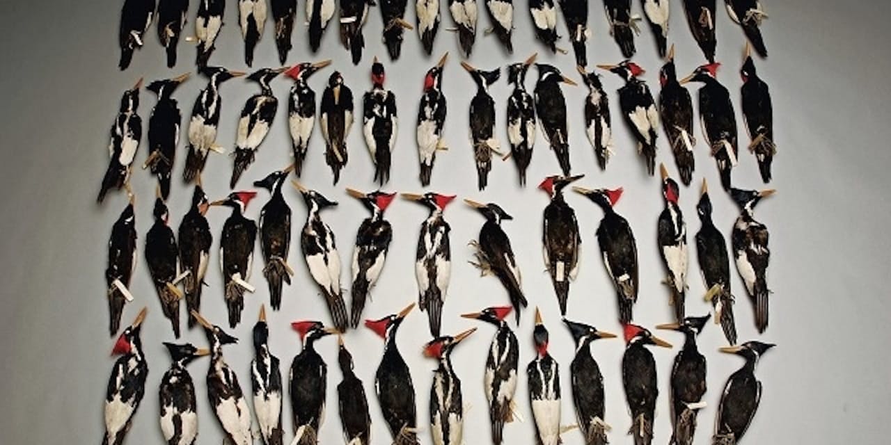 幻の鳥がついに米国で絶滅認定 再発見論争に終止符 Nikkei Style 幻の鳥がついに米国で絶滅認定 再発見論争に終止符 Nikkei Style