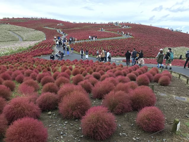 コキアのじゅうたん 丘を深紅に 茨城のひたち海浜公園 日本経済新聞 コキアのじゅうたん 丘を深紅に 茨城のひたち海浜公園 日本経済新聞