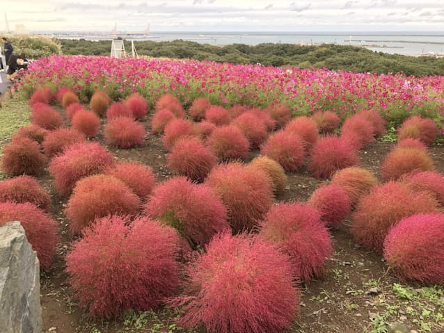 コキアのじゅうたん 丘を深紅に 茨城のひたち海浜公園 日本経済新聞 コキアのじゅうたん 丘を深紅に 茨城のひたち海浜公園 日本経済新聞