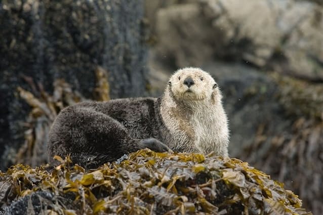 ラッコは生態系のエンジニア 海草を強くする秘密 Nikkei Style ラッコは生態系のエンジニア 海草を強くする秘密 Nikkei Style
