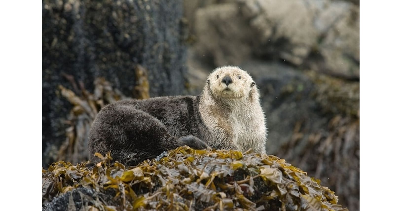 ラッコは生態系のエンジニア 海草を強くする秘密 Nikkei Style ラッコは生態系のエンジニア 海草を強くする秘密 Nikkei Style