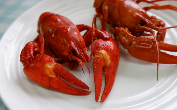 ザリガニが期待の星に 阿寒湖の レイクロブスター 日本経済新聞 ザリガニが期待の星に 阿寒湖の レイクロブスター 日本経済新聞