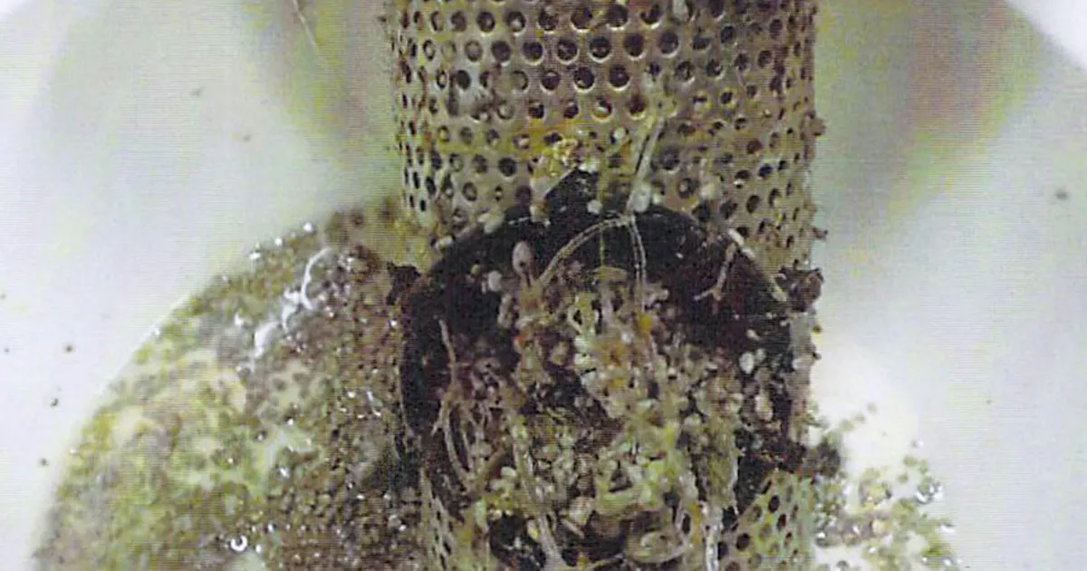 軽石で巡視艇が航行不能 沖縄 冷却装置に吸い込み 日本経済新聞 軽石で巡視艇が航行不能 沖縄 冷却装置に吸い込み 日本経済新聞