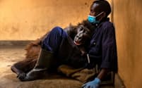 2021年9月、飼育員であるアンドレ・バウマ氏の腕の中で息を引き取った、メスの孤児のマウンテンゴリラ、ンダカシ（PHOTOGRAPH BY BRENT STIRTON）
